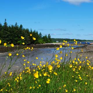 National parks spring wallpaper