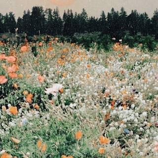 Preppy aesthetic spring wallpaper