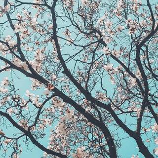 Preppy aesthetic spring wallpaper