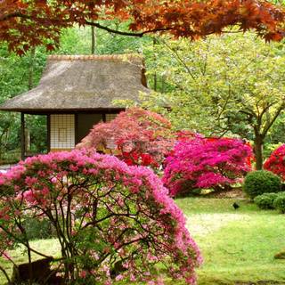 Japanese spring gardens wallpaper