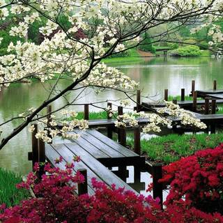 Japanese spring gardens wallpaper