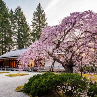 Japanese spring gardens wallpaper