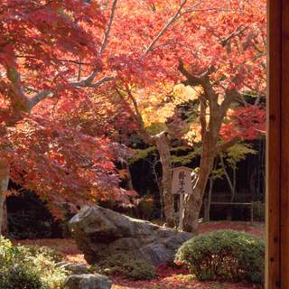 Japanese spring gardens wallpaper