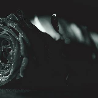 Black rose flower 4k wallpaper
