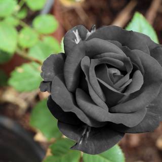 Black rose flower 4k wallpaper