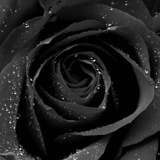 Black rose flower 4k wallpaper