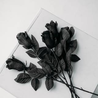 Black rose flower 4k wallpaper