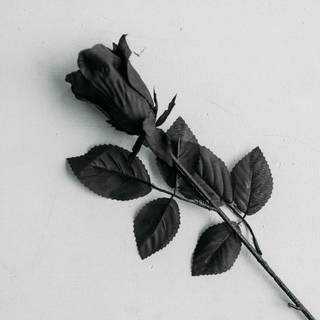 Black rose flower 4k wallpaper