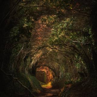 Fantasy jungle tree wallpaper