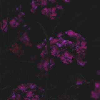 Gothic spring wallpaper