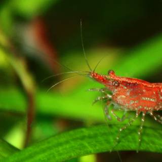 Cherry shrimp wallpaper