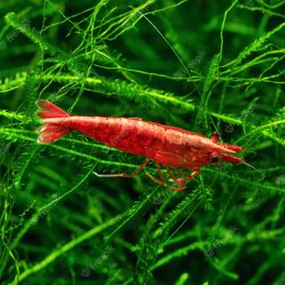 Cherry shrimp wallpaper