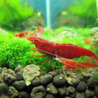 Cherry shrimp wallpaper