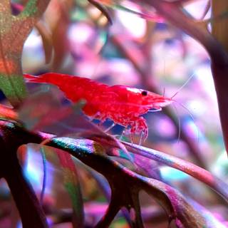 Cherry shrimp wallpaper