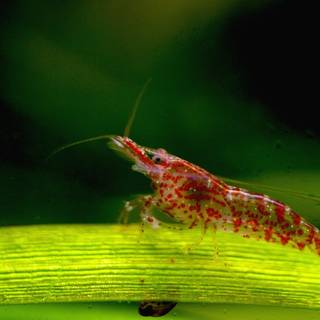 Cherry shrimp wallpaper