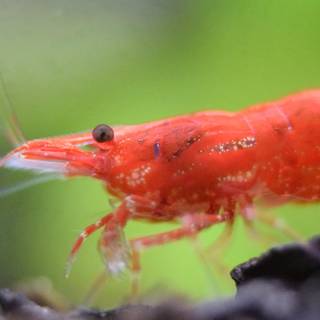 Cherry shrimp wallpaper