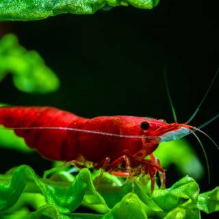 Cherry shrimp wallpaper