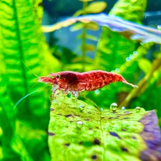 Cherry shrimp wallpaper