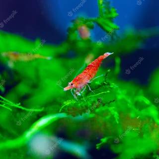 Cherry shrimp wallpaper