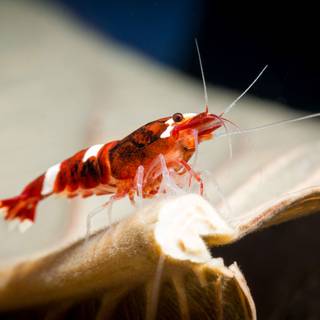 Cherry shrimp wallpaper
