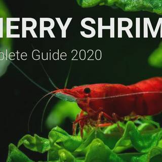 Cherry shrimp wallpaper