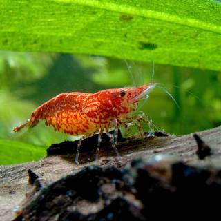 Cherry shrimp wallpaper