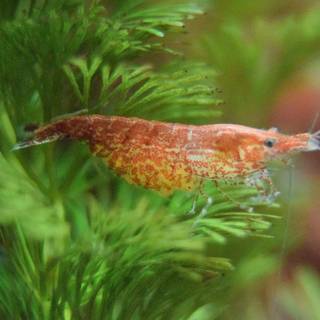 Cherry shrimp wallpaper