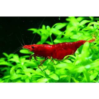 Cherry shrimp wallpaper