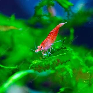 Cherry shrimp wallpaper