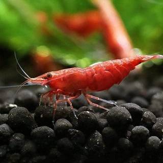 Cherry shrimp wallpaper