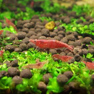 Cherry shrimp wallpaper