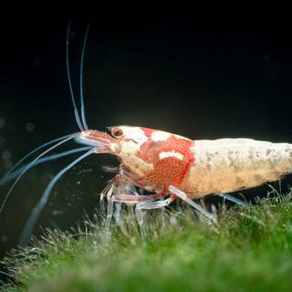 Cherry shrimp wallpaper