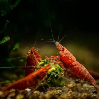 Cherry shrimp wallpaper