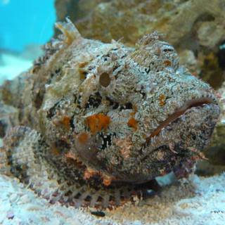 Stonefish wallpaper