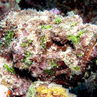 Stonefish wallpaper