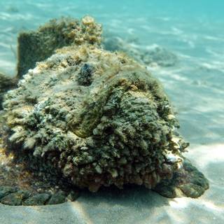 Stonefish wallpaper
