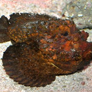 Stonefish wallpaper