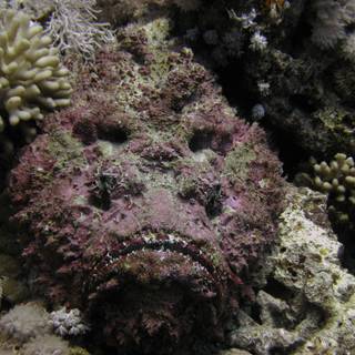 Stonefish wallpaper