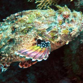 Stonefish wallpaper