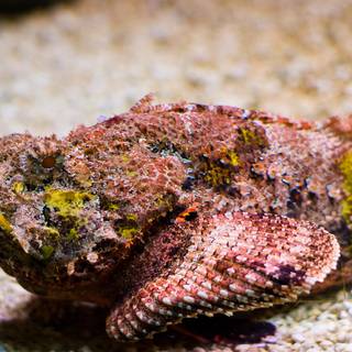 Stonefish wallpaper