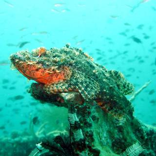 Stonefish wallpaper