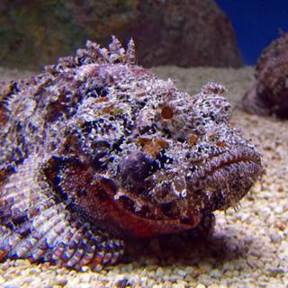 Stonefish wallpaper