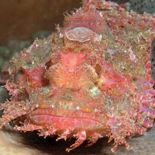 Stonefish wallpaper