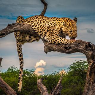 Leopard 4k wallpaper