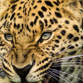 Leopard 4k wallpaper