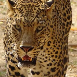 Leopard 4k wallpaper