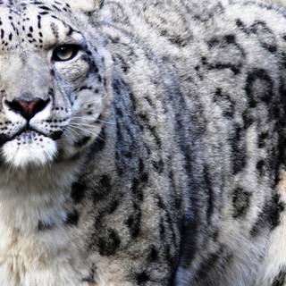 Leopard 4k wallpaper