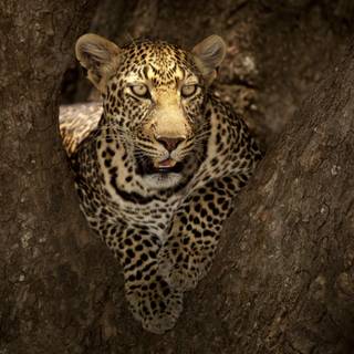 Leopard 4k wallpaper