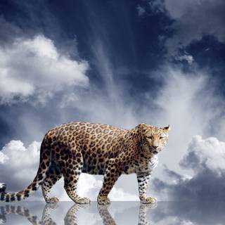 Leopard 4k wallpaper