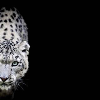 Snow leopard desktop wallpaper